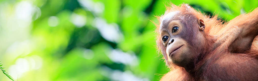 A baby orangutan in the trees of a rainforest.