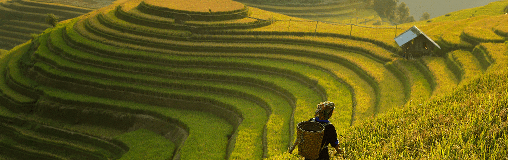 A rice farmer looking out on a green, hillside rice plantation.